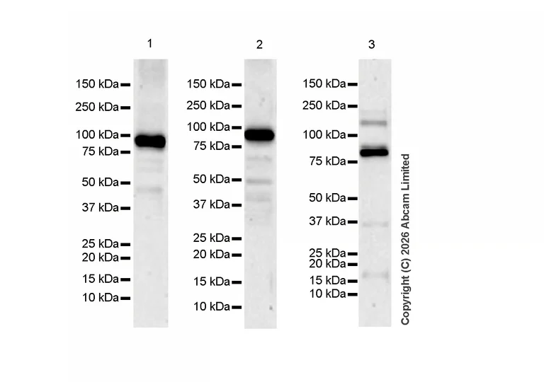 Western blot - Anti-Transglutaminase 2 antibody [RM1361] (AB325401)