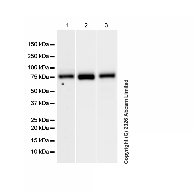 Western blot - Anti-Transglutaminase 2 antibody [RM1361] (AB325401)