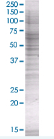 Transglutaminase 2 overexpression 293T lysate (whole cell)