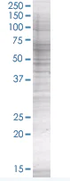 SDS-PAGE - Transglutaminase 2 overexpression 293T lysate (whole cell) (AB94220)
