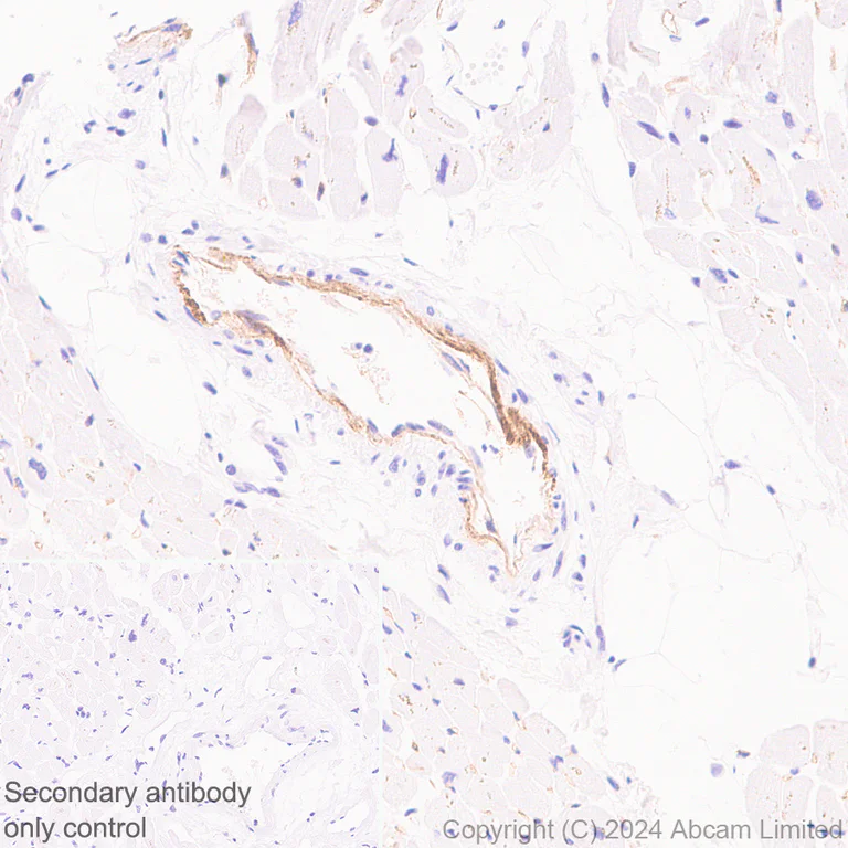 Immunohistochemistry (Formalin/PFA-fixed paraffin-embedded sections) - Anti-Transmembrane 4 L6 family member 1 antibody [EPR28894-539] (AB322342)