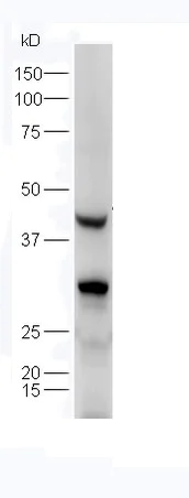 Western blot - Anti-Transmembrane protein 30A antibody (AB217330)