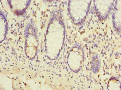 Immunohistochemistry (Formalin/PFA-fixed paraffin-embedded sections) - Anti-Transmembrane protein 93/EMC6 antibody (AB239147)