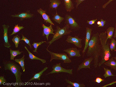 Immunocytochemistry/ Immunofluorescence - Anti-Transportin 1/MIP antibody [D45] (AB10303)