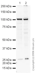 Western blot - Anti-Transportin 1/MIP antibody [D45] (AB10303)
