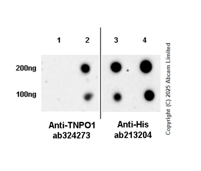 Dot Blot - Anti-Transportin 1/MIP antibody [EPR29606-11] (AB324273), expandable thumbnail