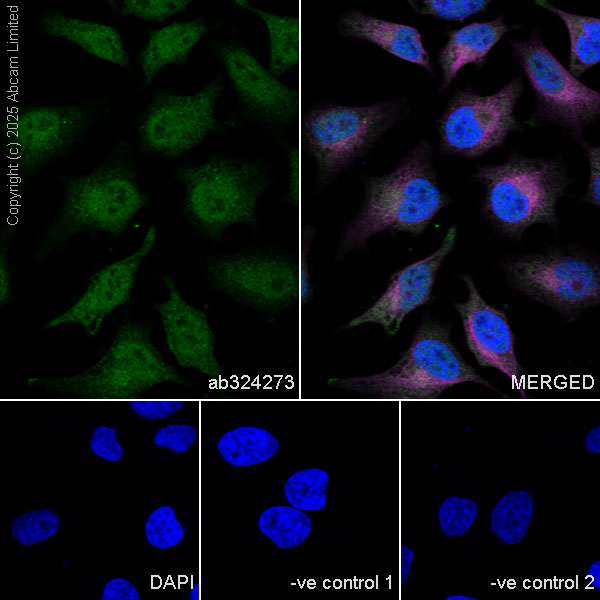 Immunocytochemistry/ Immunofluorescence - Anti-Transportin 1/MIP antibody [EPR29606-11] (AB324273), expandable thumbnail