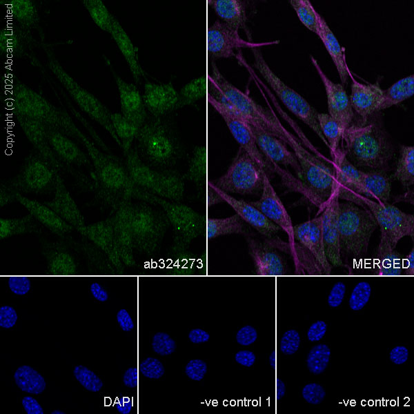 Immunocytochemistry/ Immunofluorescence - Anti-Transportin 1/MIP antibody [EPR29606-11] (AB324273), expandable thumbnail
