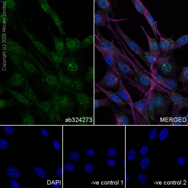 Immunocytochemistry/ Immunofluorescence - Anti-Transportin 1/MIP antibody [EPR29606-11] (AB324273)