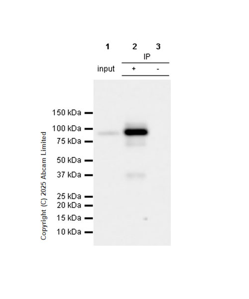 Immunoprecipitation - Anti-Transportin 1/MIP antibody [EPR29606-11] (ab324273), expandable thumbnail