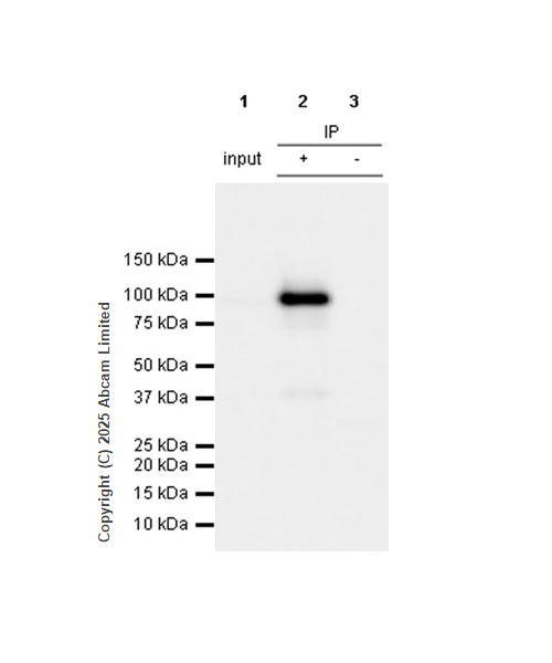 Immunoprecipitation - Anti-Transportin 1/MIP antibody [EPR29606-11] (ab324273), expandable thumbnail