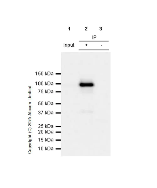 Immunoprecipitation - Anti-Transportin 1/MIP antibody [EPR29606-11] (AB324273)