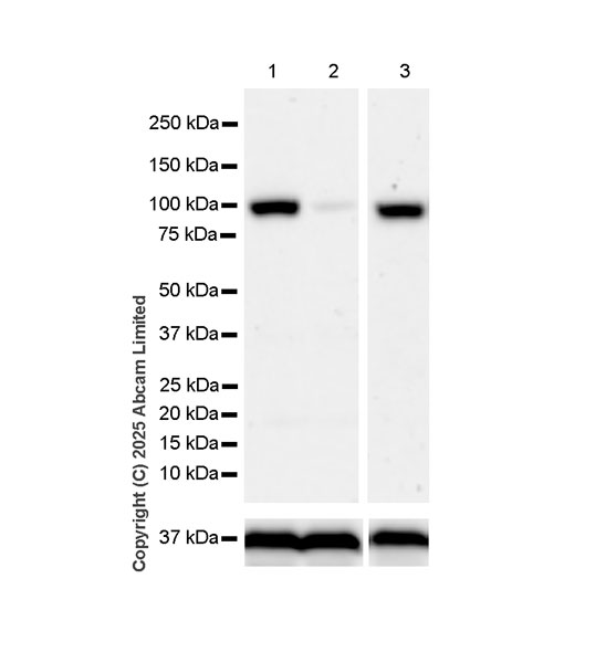 Western blot - Anti-Transportin 1/MIP antibody [EPR29606-11] (AB324273), expandable thumbnail
