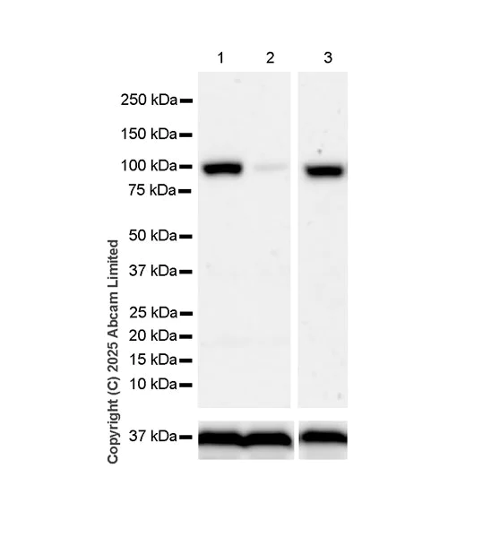 Western blot - Anti-Transportin 1/MIP antibody [EPR29606-11] (AB324273)