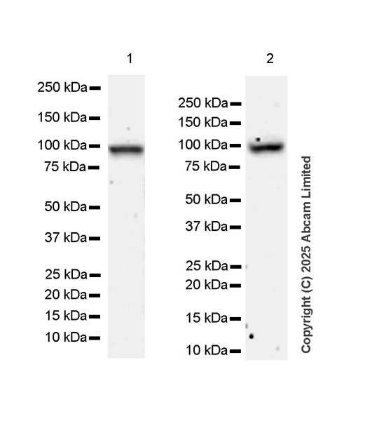 Western blot - Anti-Transportin 1/MIP antibody [EPR29606-11] (ab324273), expandable thumbnail