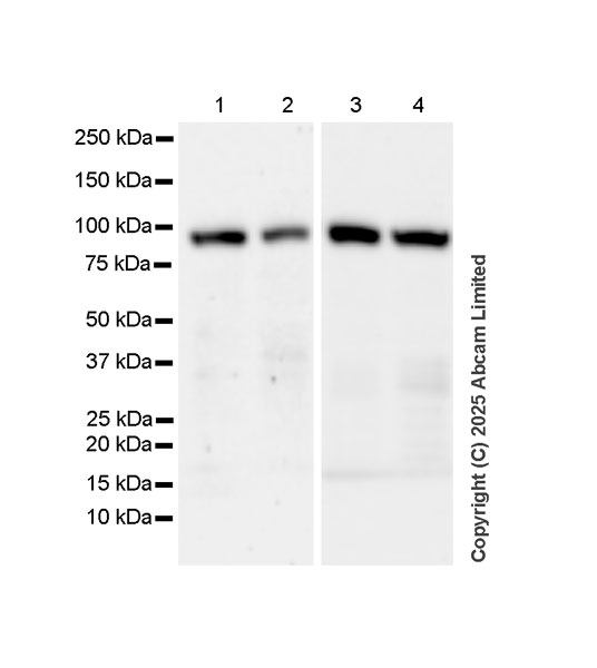 Western blot - Anti-Transportin 1/MIP antibody [EPR29606-11] (AB324273), expandable thumbnail