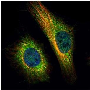 Immunocytochemistry/ Immunofluorescence - Anti-Transportin-2 antibody (AB127165), expandable thumbnail