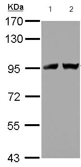 Western blot - Anti-Transportin-2 antibody (AB127165)