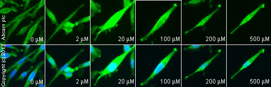 Functional Studies - TRAP-6, PAR1 agonist (AB120801)