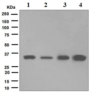 Western blot - Anti-TRAP alpha/TRAPA antibody [EPR5603] - BSA and Azide free (AB248417)
