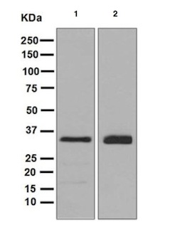 Western blot - Anti-TRAP alpha/TRAPA antibody [EPR5604] - BSA and Azide free (AB248180), expandable thumbnail