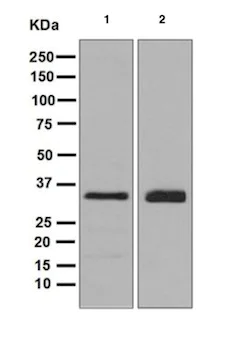 Western blot - Anti-TRAP alpha/TRAPA antibody [EPR5604] - BSA and Azide free (AB248180)