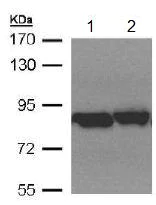 Western blot - Anti-TRAP1 antibody (AB151239)
