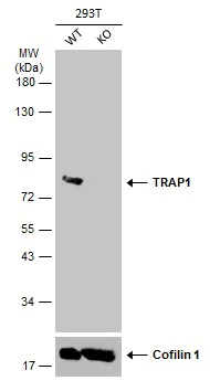 Western blot - Anti-TRAP1 antibody (AB151239)