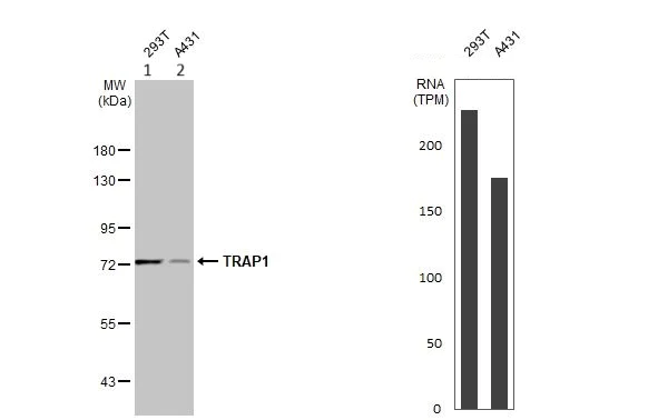 Western blot - Anti-TRAP1 antibody (AB151239)