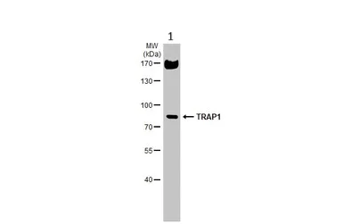 Western blot - Anti-TRAP1 antibody (AB151239)