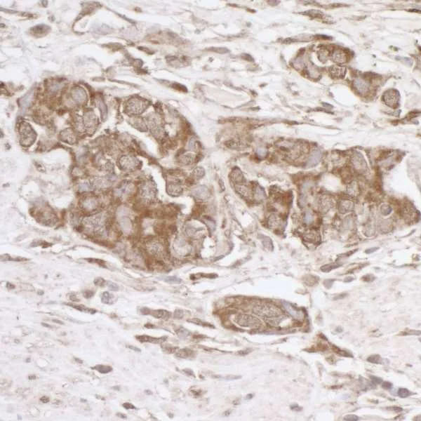 Immunohistochemistry (Formalin/PFA-fixed paraffin-embedded sections) - Anti-TRAP1 antibody (AB226401)
