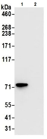 Immunoprecipitation - Anti-TRAP1 antibody (AB226401)