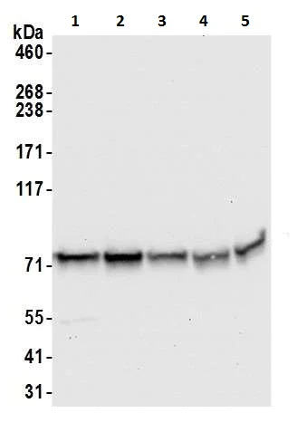 Western blot - Anti-TRAP1 antibody (AB226401)