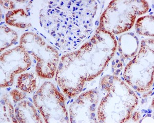 Immunohistochemistry (Formalin/PFA-fixed paraffin-embedded sections) - Anti-TRAP1 antibody [EPR5381] (AB109323), expandable thumbnail