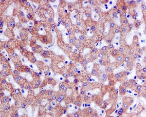 Immunohistochemistry (Formalin/PFA-fixed paraffin-embedded sections) - Anti-TRAP1 antibody [EPR5381] (AB109323), expandable thumbnail