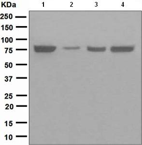 Western blot - Anti-TRAP1 antibody [EPR5381] (AB109323), expandable thumbnail