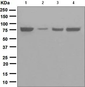 Western blot - Anti-TRAP1 antibody [EPR5381] (AB109323)