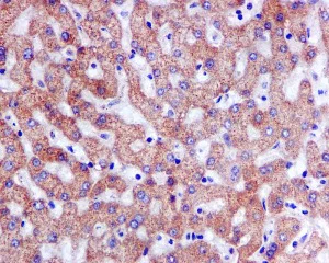 Immunohistochemistry (Formalin/PFA-fixed paraffin-embedded sections) - Anti-TRAP1 antibody [EPR5381] - BSA and Azide free (AB247835)