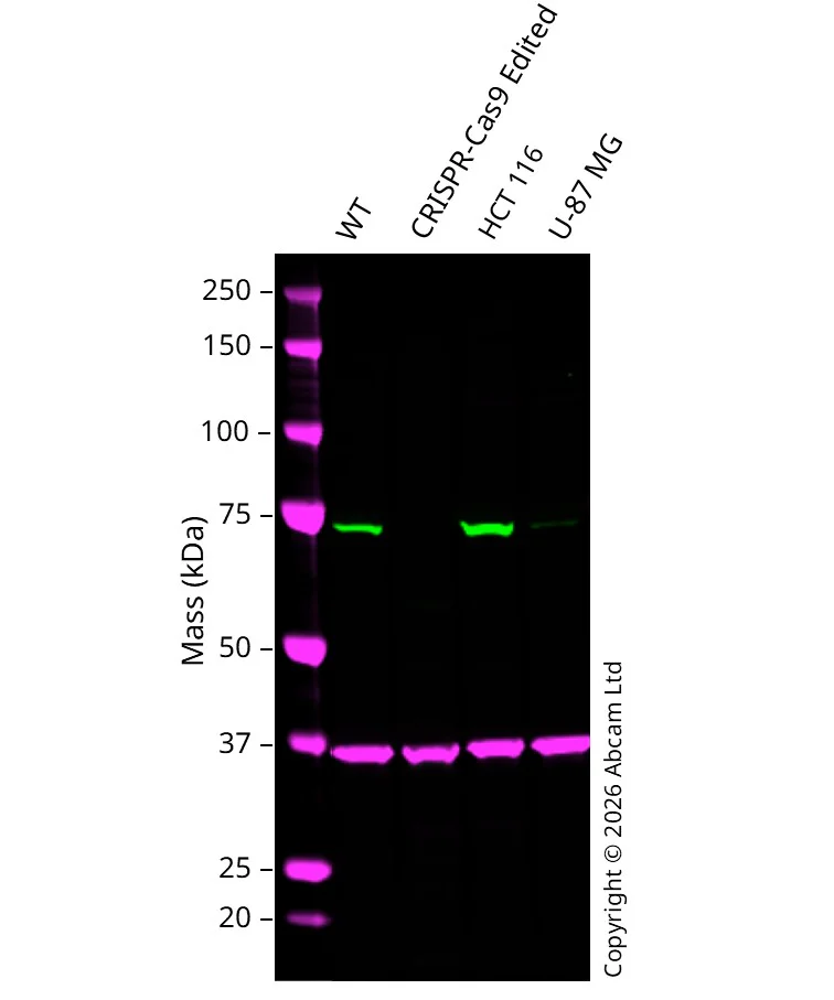 Western blot - Anti-TRAP1 antibody [EPR5381] - BSA and Azide free (AB247835)