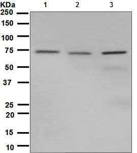 Western blot - Anti-TRAP1 antibody [EPR5382] (AB128914)
