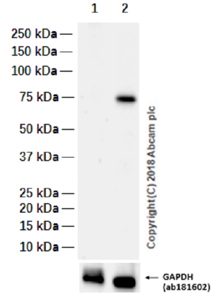 Western blot - Anti-TRAP1 antibody [EPR5382] (AB128914)
