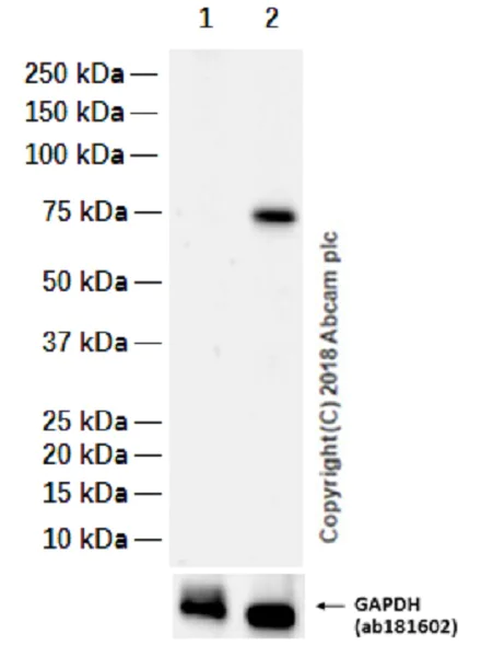Western blot - Anti-TRAP1 antibody [EPR5382] (AB128914)