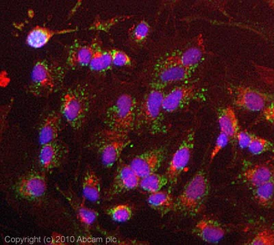Immunocytochemistry/ Immunofluorescence - Anti-TRAP1 antibody [TRAP1-6] (AB2721)