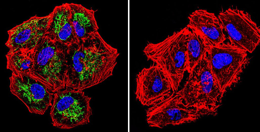 Immunocytochemistry/ Immunofluorescence - Anti-TRAP1 antibody [TRAP1-6] (AB2721)