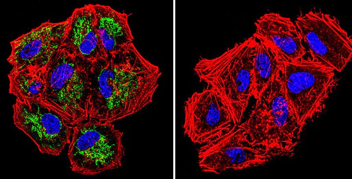Immunocytochemistry/ Immunofluorescence - Anti-TRAP1 antibody [TRAP1-6] (AB2721)