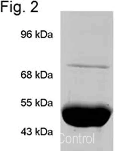 Immunoprecipitation - Anti-TRAP1 antibody [TRAP1-6] (AB2721)