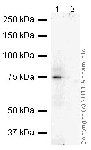 Immunoprecipitation - Anti-TRAP1 antibody [TRAP1-6] (AB2721)