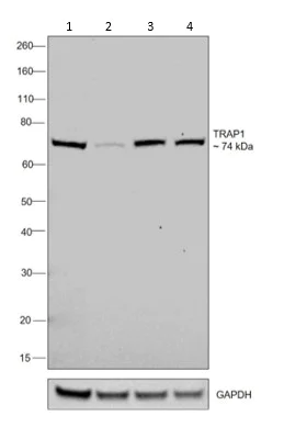 Western blot - Anti-TRAP1 antibody [TRAP1-6] (AB2721)