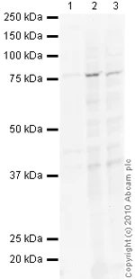Western blot - Anti-TRAP1 antibody [TRAP1-6] (AB2721)