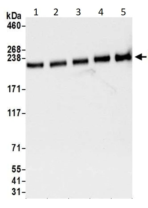 Western blot - Anti-TRAP220/MED1 antibody (AB245546)